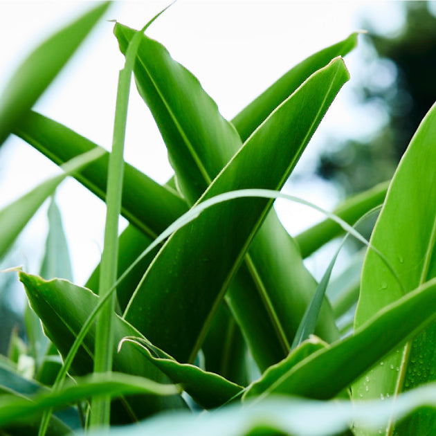 ヘアセラムとスカルプセラムのセット