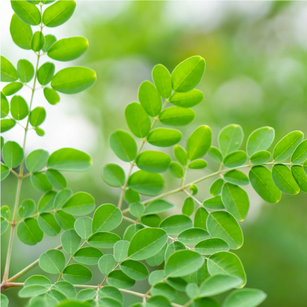 ヘアセラムとスカルプセラムのセット