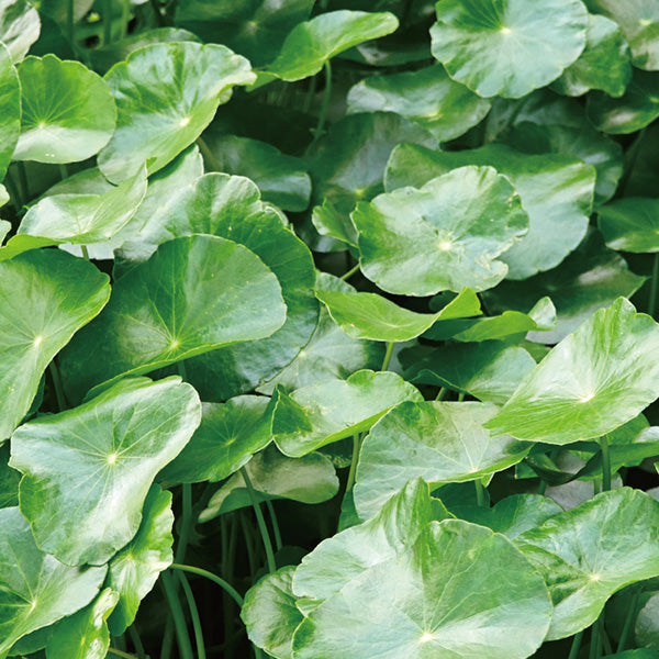 オールライトカットハーバルミルク