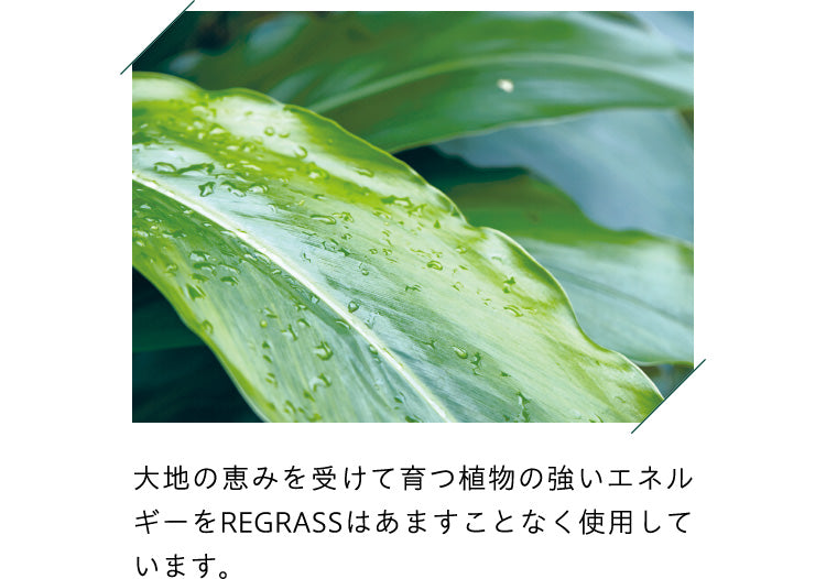 大地の恵みを受けて育つ植物の強いエネルギーをREGRASSはあますことなく使用しています。