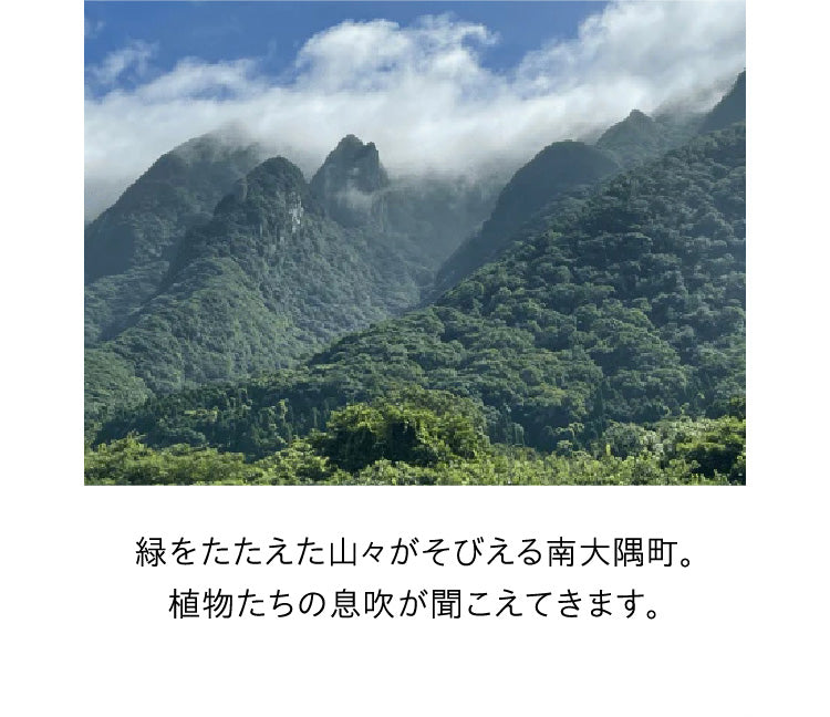 緑をたたえた山々がそびえる南大隅町。植物たちの息吹が聞こえてきます。
